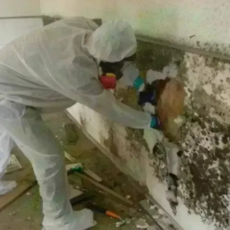 Mold Remediation and Removal in Kinney County, TX